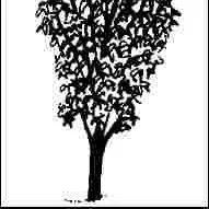 thumbnail for publication: Crataegus phaenopyrum 'Fastigiata': 'Fastigiata' Washington Hawthorn